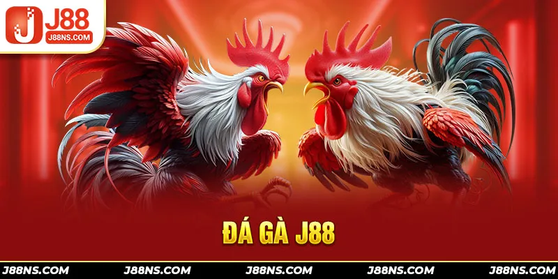 Đá gà J88 – Trực tiếp trận đấu kịch tính, hấp dẫn không thể bỏ lỡ